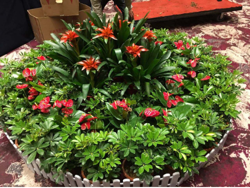 園林綠化養(yǎng)護中花卉的養(yǎng)護方法