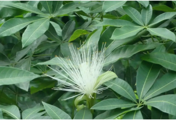 發(fā)財(cái)樹開花后怎么辦？